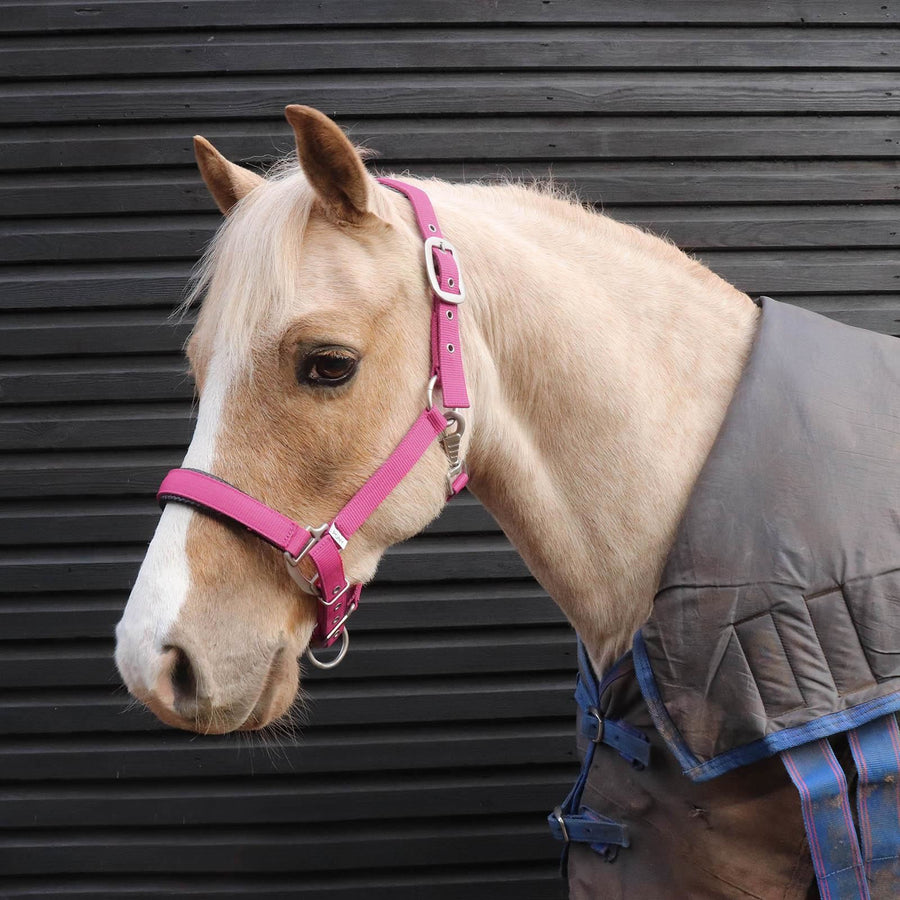 Perry Equestrian 7148 Luxury Padded Headcollar Pink